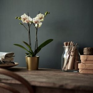 DAIDAI Plant pot, brass-colour