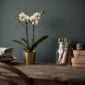 DAIDAI Plant pot, brass-colour